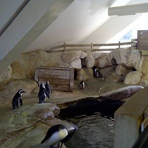 Penguin Enclosure