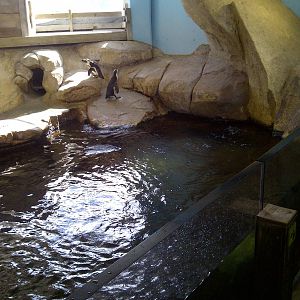 Penguin Pool