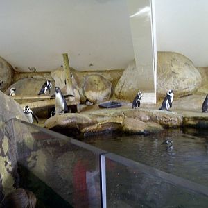 African Penguins