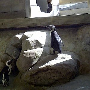 Penguins