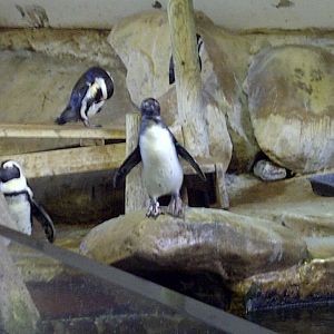 Penguin Enclosure