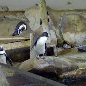 Penguins