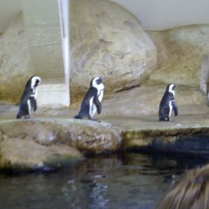 African Penguin Trio