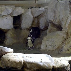 Penguins