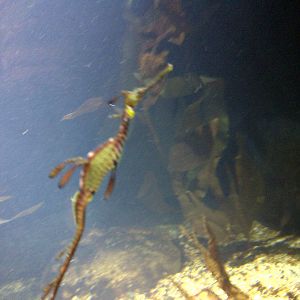 Sea Dragon