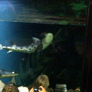 Leopard Shark