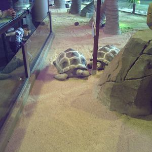 Giant Tortoise (species?)