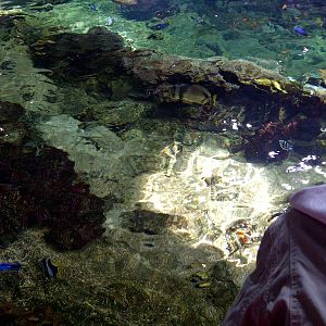 Mangrove Tropical Tank