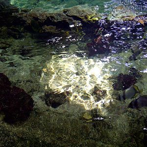 Mangrove Tropical Tank