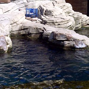 Sealion Enclosure