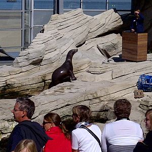 Sealion