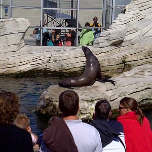 Sealion