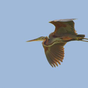 Purple heron (Ardea cinerea)
