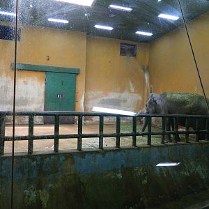Bad Conditions for Elephant