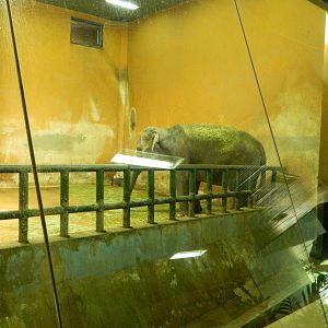 Bad Conditions for Elephant