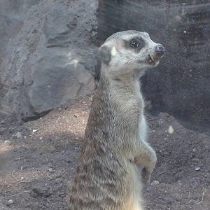 Meerkat