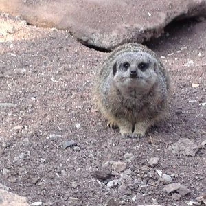 Meerkat