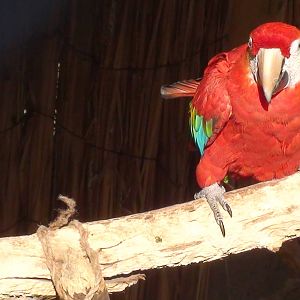 Scarlet Macaw