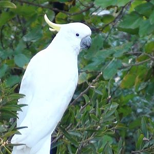 White cockatoo