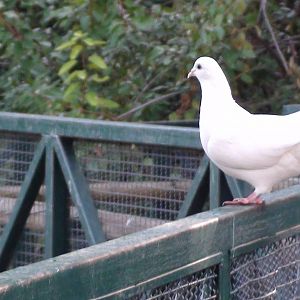White dove