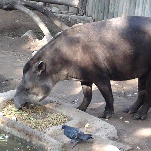 Lowland/Brazilian Tapir