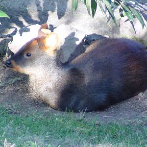 Southern Pudu