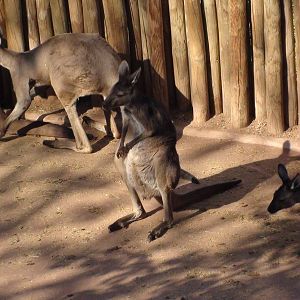 Grey Kangaroo