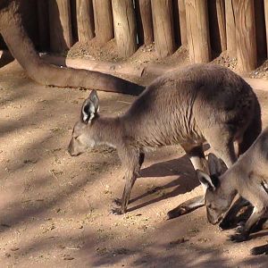 Grey Kangaroo