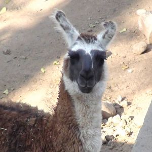 LLama