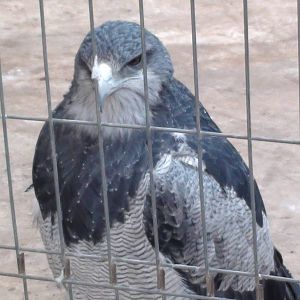 Eagle-Dont remember the spicie