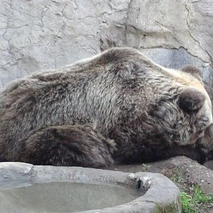 Brown Bear