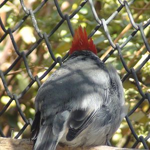 Red Crested Cardinal