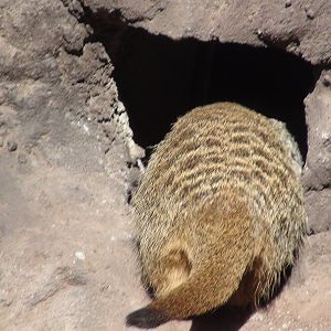 Meerkat
