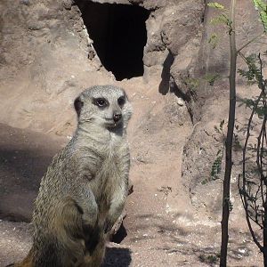 Meerkat