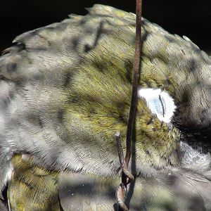 Patagonian Cornue