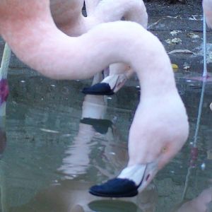 Chilean Flamingo