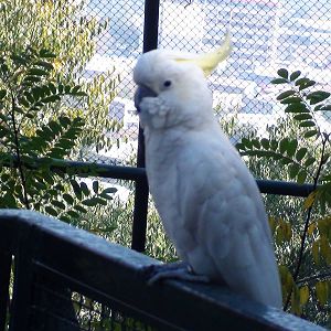 Cockatoo