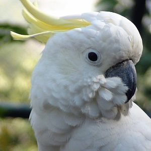 Cockatoo