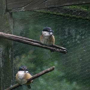 Sacred Kingfishers - Otorohanga Kiwi House April 2011