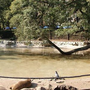 Capybara exhibit