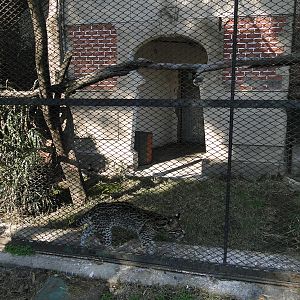 Ocelot exhibit