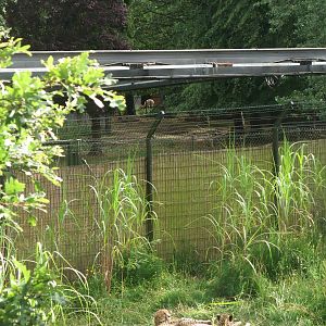 Spot the Ungulate at Chester, 16/07/11