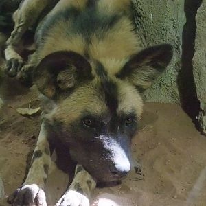 African Wild Dog at Chester, 16/07/11