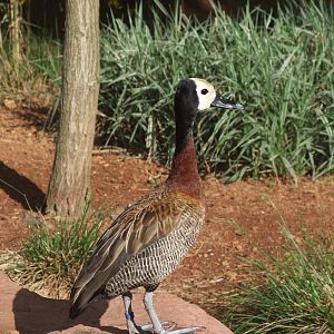 White-faced Whistling Duck at Chester, 16/07/11