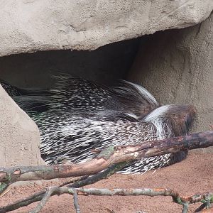 Cape Crested Porcupines at Chester, 16/07/11