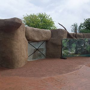 Hyrax Exhibit Construction at Chester, 16/07/11