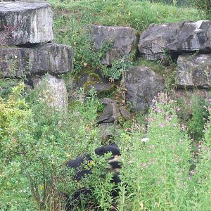 South American Foraging at Chester, 16/07/11