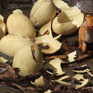 Dinosaurs at Large! - Chester, 16/07/11