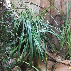 Garter Snake Exhibit at Chester, 16/07/11