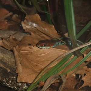 San Francisco Garter Snake at Chester, 16/07/11